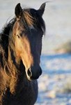 Tierhalterhaftpflicht Pferde